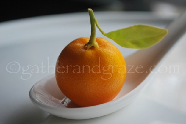 Perfect Cumquat | Gather and Graze