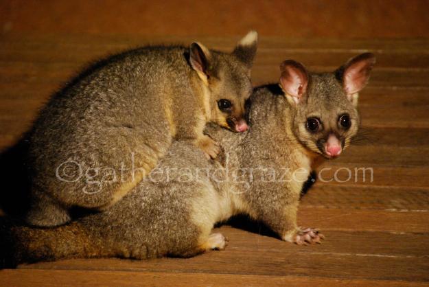 Brush-Tail Possums | Gather and Graze