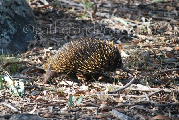 Echidna | Gather and Graze