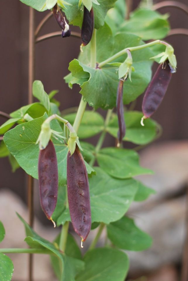 Purple Snow Peas | Gather and Graze
