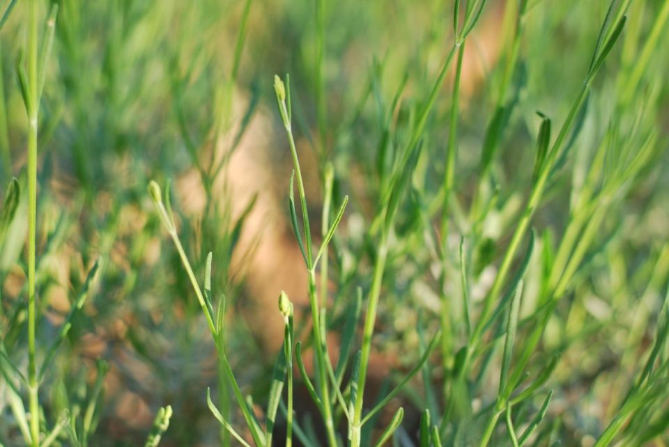 Lavender | Gather and Graze
