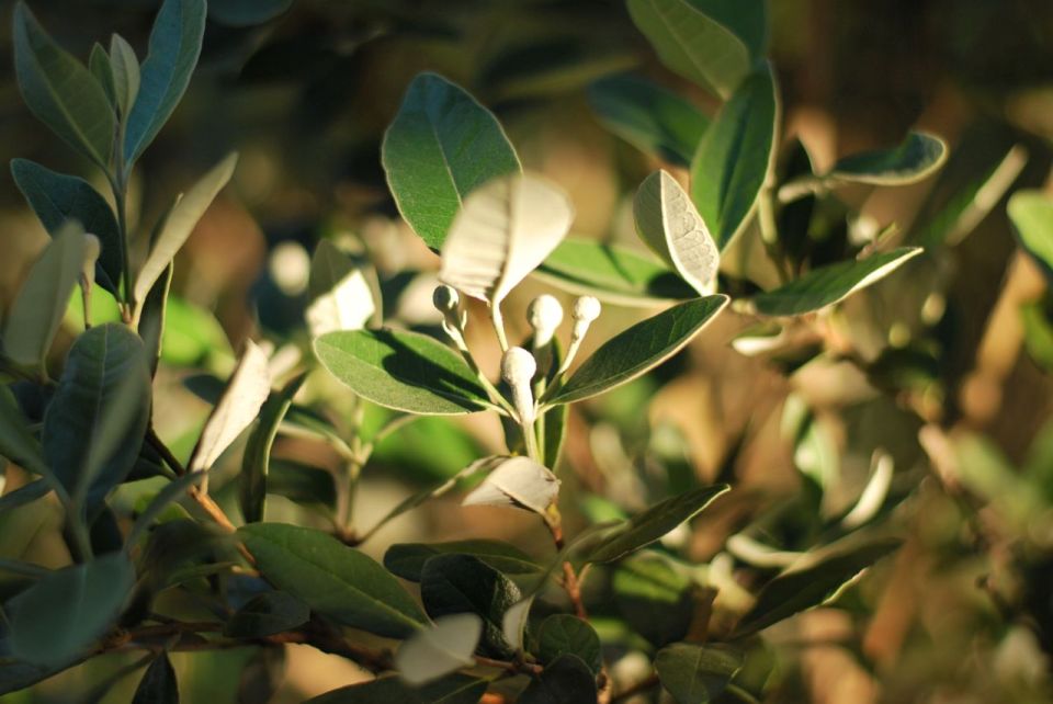 Feijoa Tree | Pineapple Guava | Gather and Graze