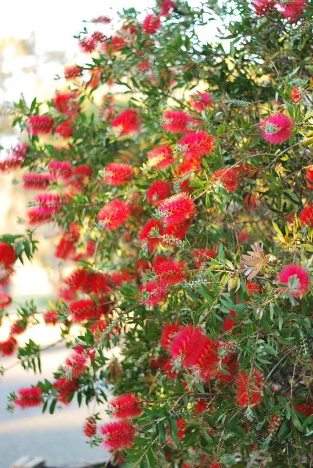 Bottle Brush | Gather and Graze