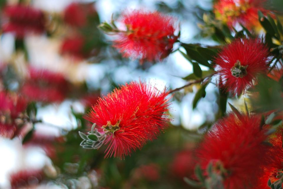 Bottle Brush | Gather and Graze