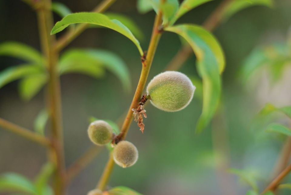 Peach Tree | Gather and Graze