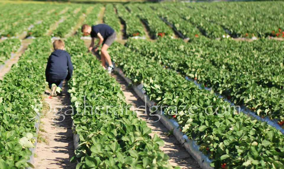 Strawberry Cream Biscuit / Cookie Baskets Recipe | Gather and Graze