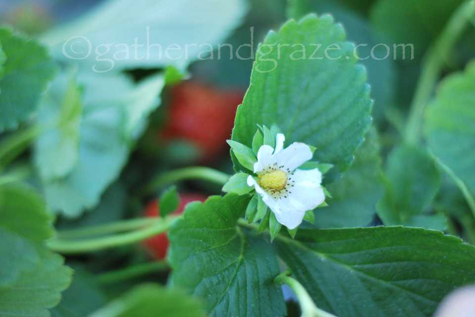 Strawberry Cream Biscuit / Cookie Baskets Recipe | Gather and Graze