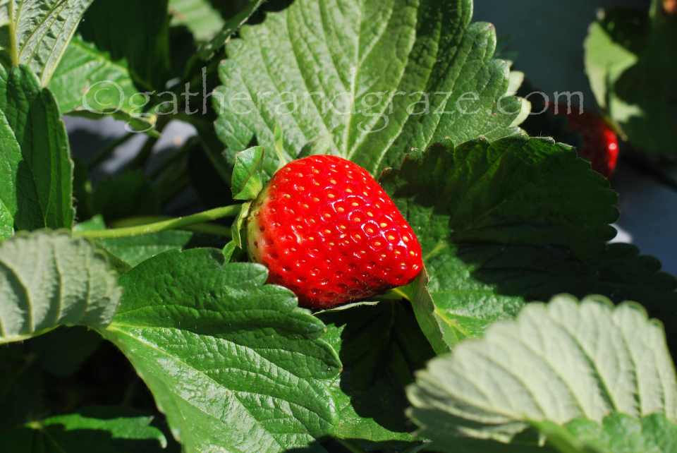 Strawberry Cream Biscuit / Cookie Baskets Recipe | Gather and Graze